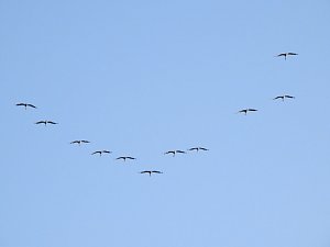 Die Vorboten flogen an