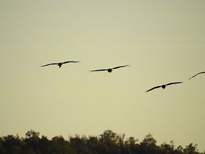 Die Vorboten flogen an