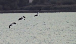 Kraniche am Stausee