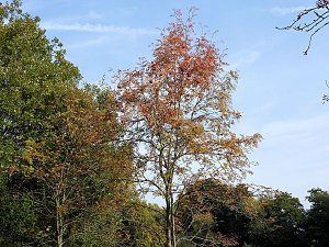 Herbstlicher Spaziergang