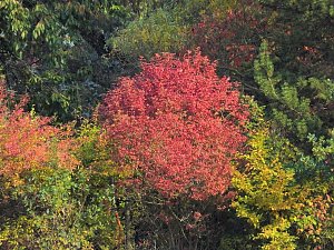 Herbstlicher Spaziergang