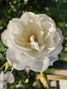 Farbenpracht auf dem Petersberg und in der Luft