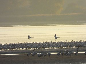 Abschied von den Kranichen