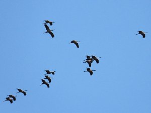 Abschied von den Kranichen
