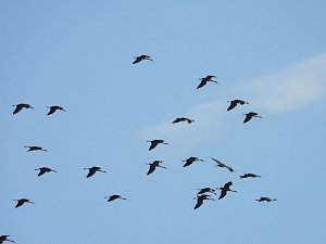 Abschied von den Kranichen