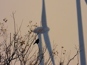 Eine Runde Kiesteich