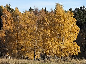 Herbst im Harz