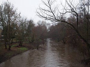 Die ersten Fr&uuml;hlingsboten?
