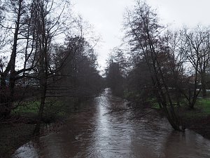 Die ersten Fr&uuml;hlingsboten?