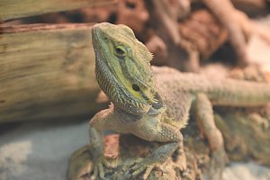 Reptilien Ausstellung