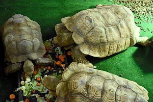 Reptilien Ausstellung
