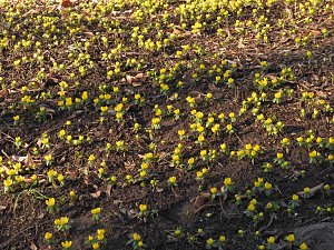 Fr&uuml;hbl&uuml;her im Park Hohenrode