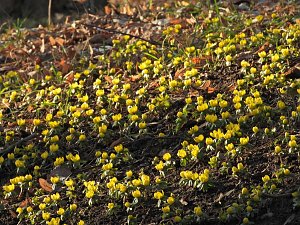 Fr&uuml;hbl&uuml;her im Park Hohenrode