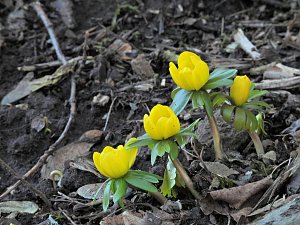 Fr&uuml;hbl&uuml;her im Park Hohenrode