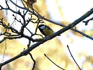 Fr&uuml;hbl&uuml;her im Park Hohenrode