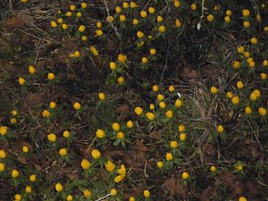 Die Natur vor unserer T&uuml;r