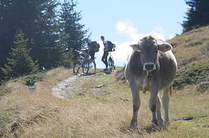 K&uuml;he. &Uuml;berall K&uuml;he.