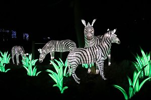 Lichtershow im Bergzoo Halle