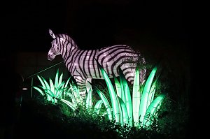 Lichtershow im Bergzoo Halle
