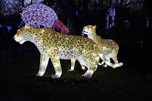 Lichtershow im Bergzoo Halle