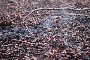 Fl&auml;chenbrand bei Gro&szlig;lohra