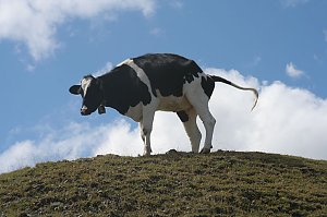 K&uuml;he. &Uuml;berall K&uuml;he.