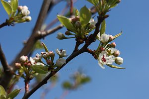 Fr&uuml;hjahrswanderung bei Auleben