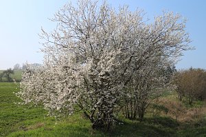 Fr&uuml;hjahrswanderung bei Auleben