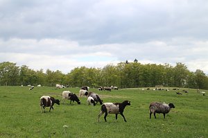 Harztorlauf und L&auml;mmerfest