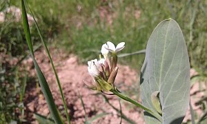 Seltene Ackerwildkrautart wiederentdeckt