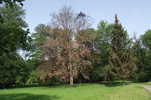 Im Stadtpark sterben B&auml;ume
