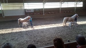 Schloss, Waffen, Haflinger, Reiterspiele, Stutenmilchlik&ouml;r