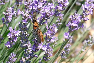 Farbenpracht und Schmetterlinge