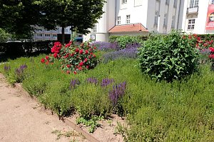 Farbenpracht und Schmetterlinge