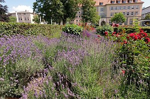Farbenpracht und Schmetterlinge