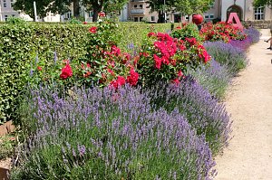 Farbenpracht und Schmetterlinge