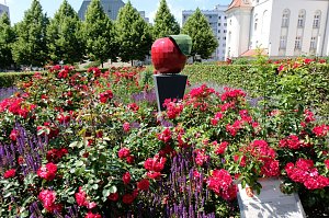 Farbenpracht und Schmetterlinge