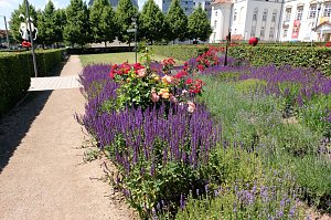 Farbenpracht und Schmetterlinge