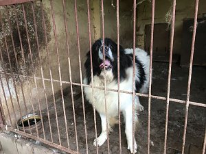 Tierschutzorganisation erhebt Vorw&uuml;rfe gegen Hundez&uuml;chterin aus Bleicherode