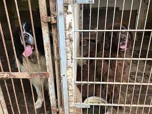 Tierschutzorganisation erhebt Vorw&uuml;rfe gegen Hundez&uuml;chterin aus Bleicherode