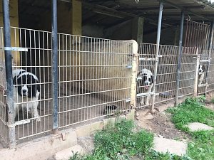 Tierschutzorganisation erhebt Vorw&uuml;rfe gegen Hundez&uuml;chterin aus Bleicherode