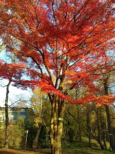 Indian summer