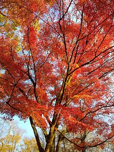 Indian summer