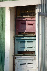 Die Bienen schwirren schon munter