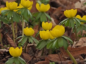 Winterlinge im Februar