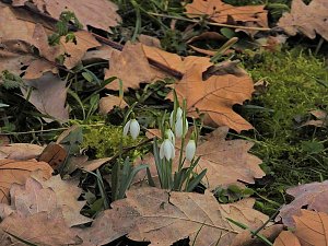 Winterlinge im Februar
