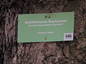 Winterlinge im Februar