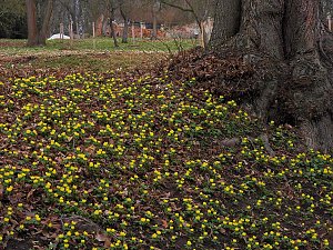 Winterlinge im Februar