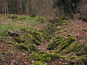 Winterlinge im Februar