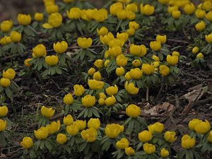 Winterlinge im Februar
